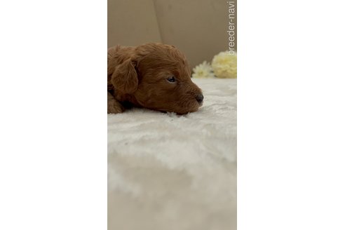 成約済の茨城県のトイプードル-250073の4枚目