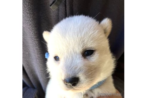 成約済の福島県の北海道犬-251669の3枚目