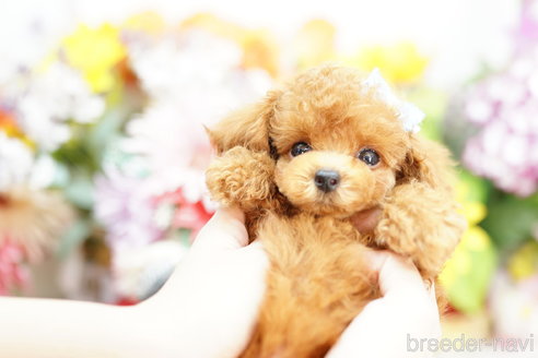 成約済の埼玉県のミックス犬-251727の4枚目