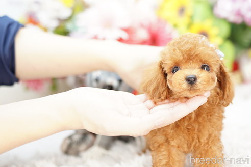 成約済の埼玉県のミックス犬-251727の3枚目