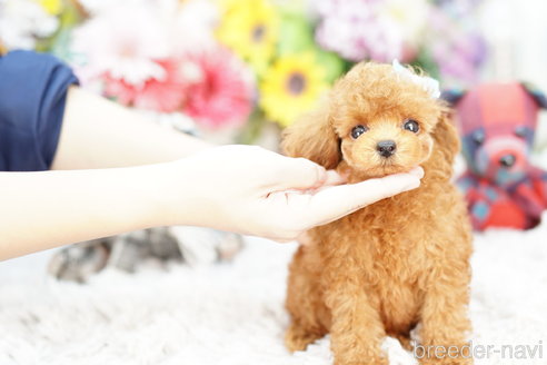 成約済の埼玉県のミックス犬-251727の1枚目