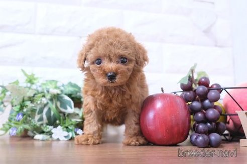 成約済の滋賀県のトイプードル-248871の1枚目