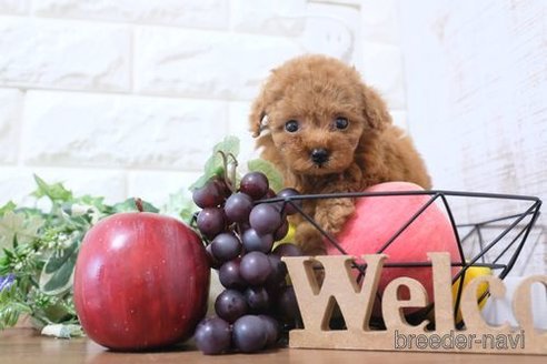 成約済の滋賀県のトイプードル-248871の6枚目