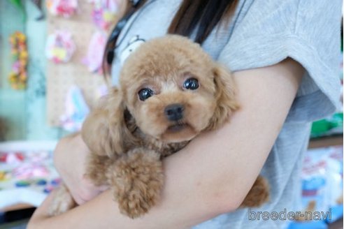 成約済の滋賀県のトイプードル-248871の4枚目