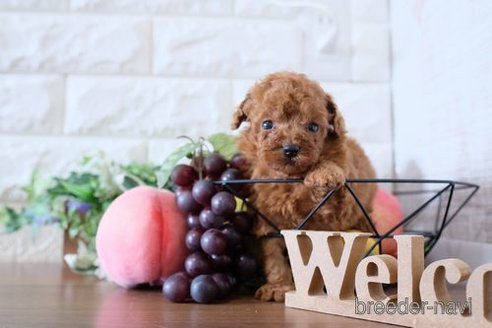 成約済の滋賀県のトイプードル-248871の3枚目