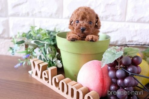 成約済の滋賀県のトイプードル-248871の2枚目