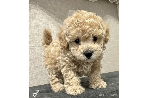 成約済の埼玉県のトイプードル-251731の4枚目