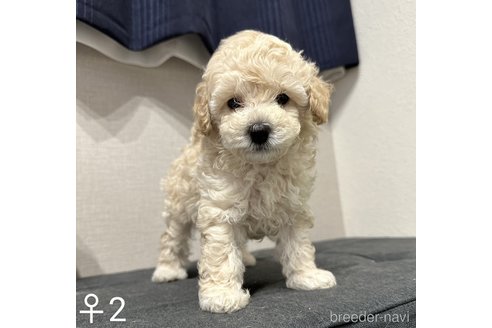 成約済の埼玉県のトイプードル-251732の6枚目
