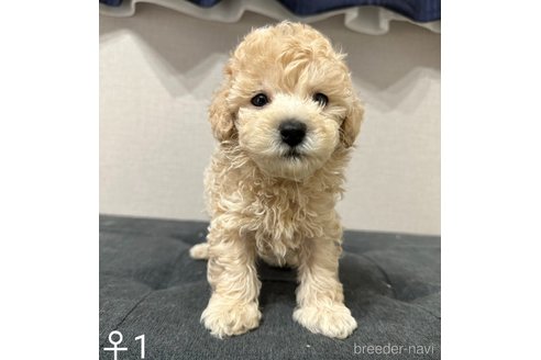 成約済の埼玉県のトイプードル-251732の4枚目