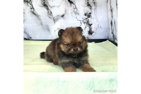 成約済の茨城県のポメラニアン-251766の56枚目