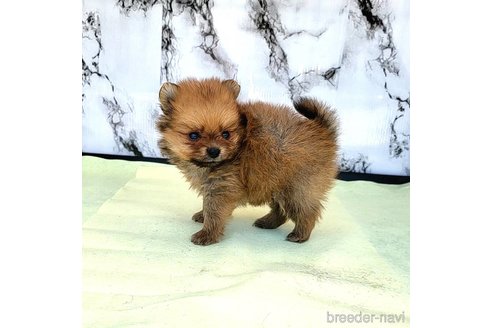 成約済の茨城県のポメラニアン-251770の60枚目