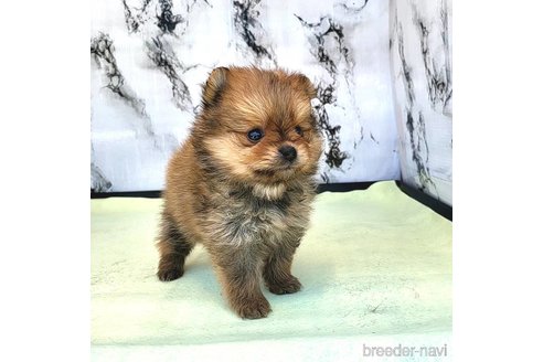 成約済の茨城県のポメラニアン-251773の2枚目