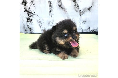 成約済の茨城県のポメラニアン-251778の15枚目