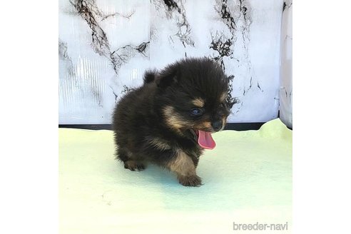 成約済の茨城県のポメラニアン-251778の13枚目