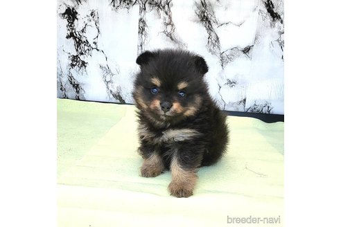 成約済の茨城県のポメラニアン-251778の11枚目