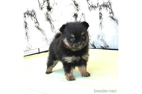 成約済の茨城県のポメラニアン-251780の34枚目