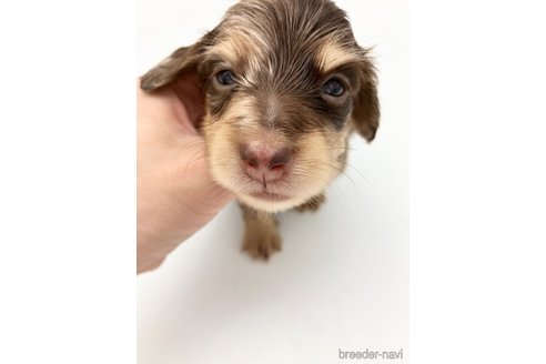 成約済の愛知県のミニチュアダックスフンド(ロングヘアード)-251812の2枚目