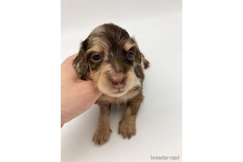 成約済の愛知県のミニチュアダックスフンド(ロングヘアード)-251812