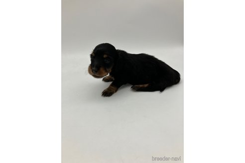 成約済の愛知県のミニチュアダックスフンド(ロングヘアード)-251814の3枚目