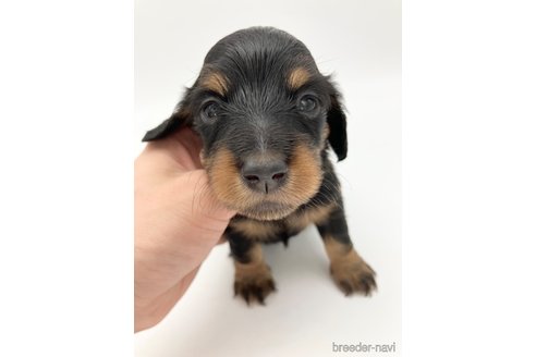 成約済の愛知県のミニチュアダックスフンド(ロングヘアード)-251814