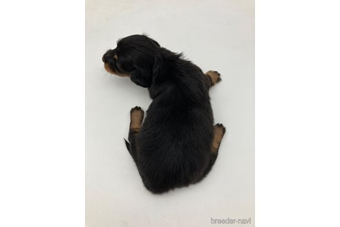 成約済の愛知県のミニチュアダックスフンド(ロングヘアード)-251814の4枚目