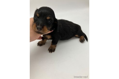 成約済の愛知県のミニチュアダックスフンド(ロングヘアード)-251814の6枚目