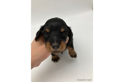 成約済の愛知県のミニチュアダックスフンド(ロングヘアード)-251814の7枚目