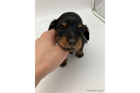 成約済の愛知県のミニチュアダックスフンド(ロングヘアード)-251814の8枚目