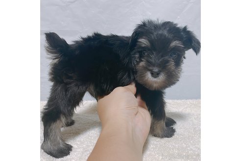 成約済の長崎県のミニチュアシュナウザー-247926の3枚目