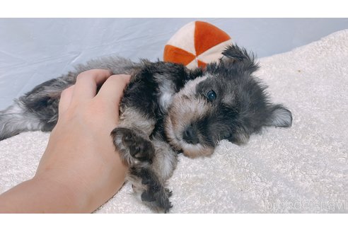成約済の長崎県のミニチュアシュナウザー-247921の2枚目