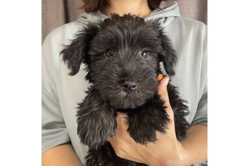 成約済の長崎県のミニチュアシュナウザー-249287の4枚目