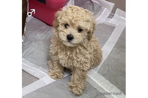 成約済の埼玉県のトイプードル-251731の2枚目