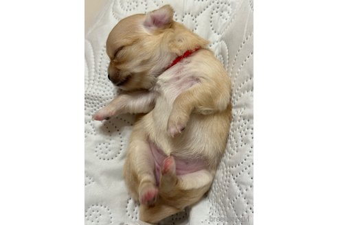 成約済の福岡県のチワワ(ロングコート)-251851の15枚目