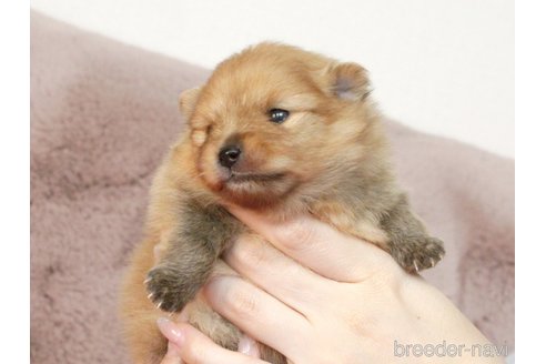 成約済の大阪府のポメラニアン-251863の29枚目