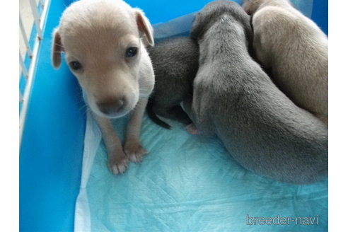 成約済の埼玉県のイタリアングレーハウンド(イタグレ)-251880の3枚目