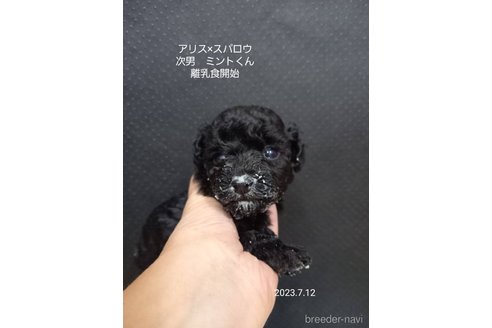 成約済の大阪府のティーカッププードル-245752の2枚目