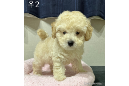 成約済の埼玉県のトイプードル-251732の3枚目