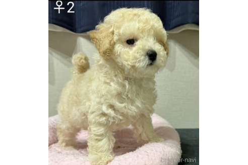 成約済の埼玉県のトイプードル-251732の1枚目