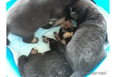 成約済の埼玉県の柴犬-251882の3枚目