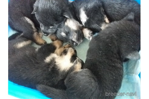 成約済の埼玉県の柴犬-251882の2枚目