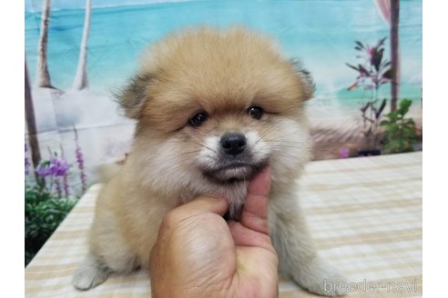 成約済の千葉県のミックス犬-251606の1枚目