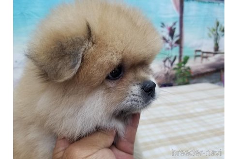 成約済の千葉県のミックス犬-251606の3枚目