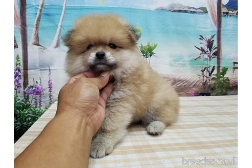 成約済の千葉県のミックス犬-251606の2枚目