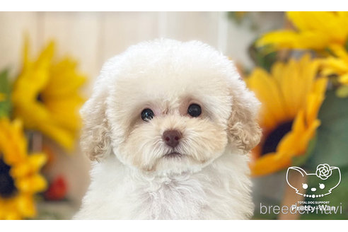 成約済の愛知県のトイプードル-245720の5枚目