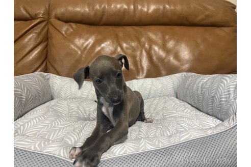 子犬