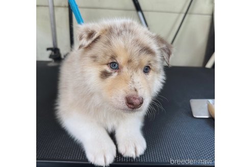 成約済の山梨県のミックス犬-246938の2枚目