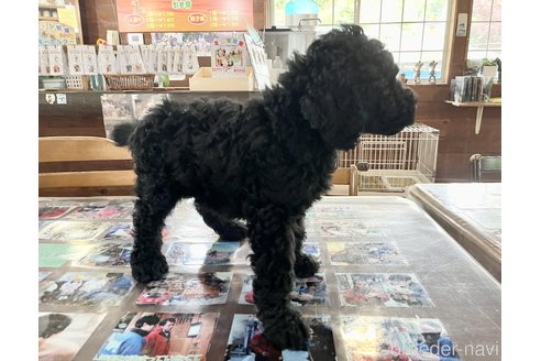 成約済の長野県のスタンダードプードル-246075の6枚目