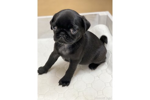 成約済の愛知県のパグ-250663の5枚目