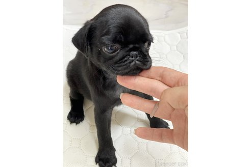 成約済の愛知県のパグ-250663の4枚目