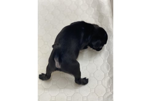 成約済の愛知県のパグ-250663の3枚目